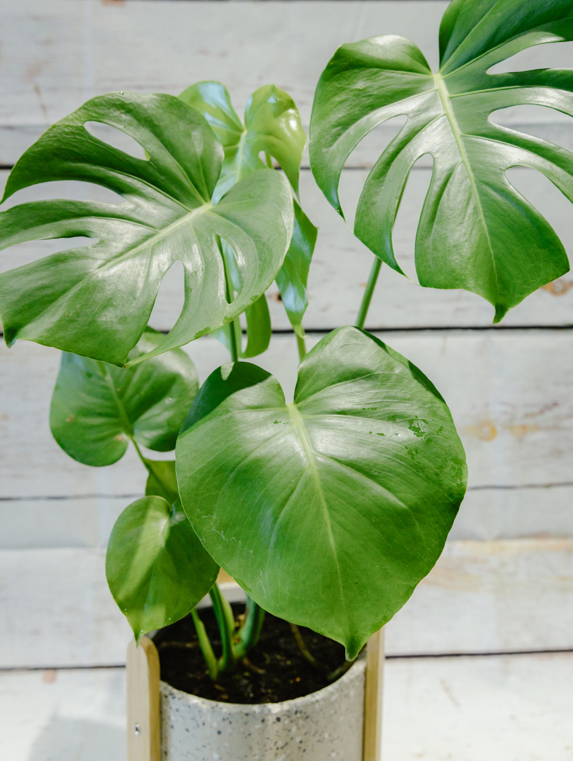 Deliciosa Monstera Plant