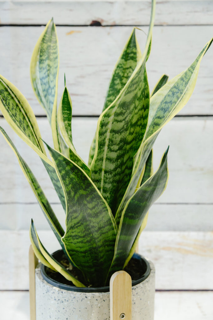 Sansevieria Snake Plant